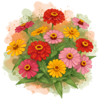 A vibrant bouquet of zinnia flowers in red yellow and pink with green leaves and watercolor texture on transparent background png