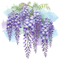 A cascading cluster of wisteria blossoms with watercolor accents and delicate foliage overhead above them on transparent background png
