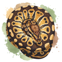 uma cativante bola Pitão ilustração exibindo Está intrincado padrões e texturas em uma transparente fundo com aguarela elementos. png