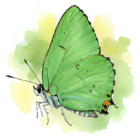 Vibrant green hairstreak butterfly displayed with painterly watercolor effect on a transparent background for creative projects. png