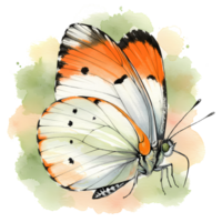 Delicate butterfly rests against a watercolor wash, its orange and white wings elegantly displayed on a transparent background. png