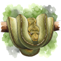 Watercolor illustration of a green tree python coiled on a branch against a vibrant green and white backdrop with transparent aspects, transparent background png