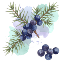 Watercolor painting illustrates juniper berries with greenery, creating a natural and beautiful botanical design element. png