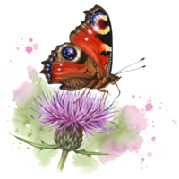 A watercolor illustration of a beautiful peacock butterfly perched delicately atop a vibrant purple thistle flower on a transparent background. png