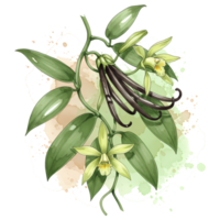Vanilla plant features green leaves, yellow flowers, and black seed pods depicted in an artistic watercolor rendering. png