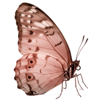 Realistic Brown and Pink Butterfly with Detailed Wings on Transparent Background. png