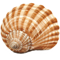 Detailed seashell illustration with striking spiral patterns and warm brown tones on a transparent background, perfect for design projects. png