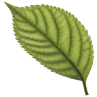 Detailed artwork showcases a vibrant green leaf with intricate vein patterns, highlighted against a stark black, transparent backdrop, transparent background png