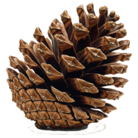 A detailed brown pine cone illustration showcases nature's intricate design against a stark transparent background, creating a visually appealing graphic element. png