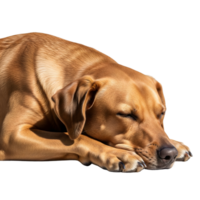 A brown dog is sleeping peacefully with its eyes closed, isolated on transparent background png