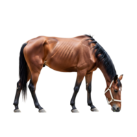 A brown horse with a black mane and bridle is grazing, isolated on transparent background png