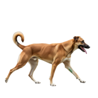 A brown dog with its tongue out walks against a transparent background, showcasing its active and healthy lifestyle png
