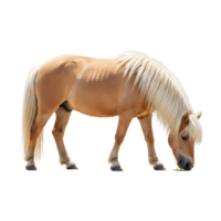 A beige pony with a white mane grazes on grass, isolated on transparent background png