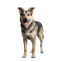A beautiful mixed breed dog stands attentively with its tongue playfully sticking out, looking directly at the camera isolated on transparent background png