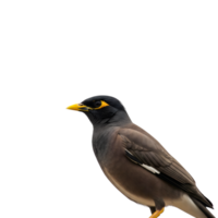 A common indian myna bird stands in profile, isolated on transparent background png