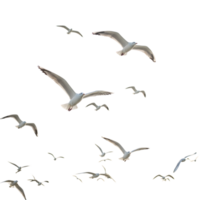 A flock of seagulls soars gracefully against a pristine transparent background, their wings spread wide as they navigate the open sky png