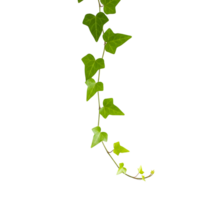 A delicate strand of green ivy gracefully hangs, showcasing its natural beauty and decorative potential isolated on transparent background png