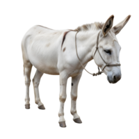 A gray and white donkey stands against a transparent background, its rope harness suggesting a life of work on a rural farm png