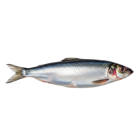 A fresh, raw herring fish with silver scales is isolated on transparent background, showcasing its natural beauty and potential as seafood png