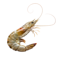 A fresh shrimp gracefully curves against a pristine white backdrop, highlighting its delicate texture and natural coloration isolated on transparent background png