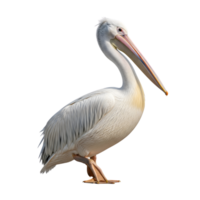 A great white pelican stands tall, isolated on transparent background png