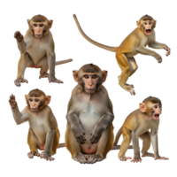 A group of monkeys in various poses is isolated on transparent background, showcasing their playful nature and expressive faces png
