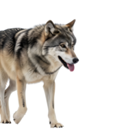 A majestic gray wolf stands against a transparent background, its fur detailed and its expression alert and focused png