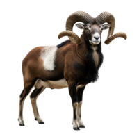 A majestic mouflon sheep with large, curved horns stands proudly, isolated on transparent background png
