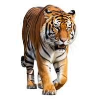 A majestic tiger is walking isolated on transparent background png