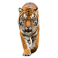 A majestic tiger is walking forward isolated on transparent background png