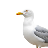 A seagull with white and gray feathers stands in profile, isolated on transparent background png