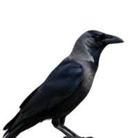 A sleek black crow with glossy feathers is perched against a stark transparent background, showcasing its sharp features and intelligent gaze png