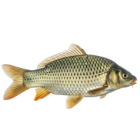 A single carp fish swims gracefully, isolated on transparent background png