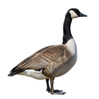 A side profile of a canada goose with brown and white plumage, standing gracefully isolated on transparent background png