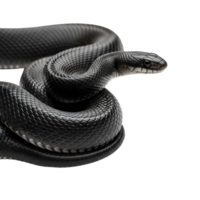 A sleek black snake coils gracefully against a pristine white backdrop, showcasing its smooth scales and captivating gaze isolated on transparent background png