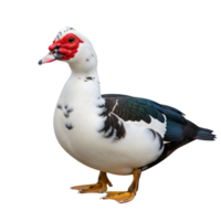 A striking muscovy duck with red facial wattles and white plumage stands isolated on transparent background png
