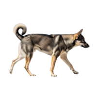 A swedish vallhund dog walking in profile against a transparent background, showcasing its short legs and curled tail png