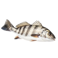 A striped fish swims gracefully against a stark white backdrop, showcasing its silver scales and intricate fin details isolated on transparent background png