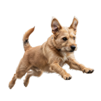 A terrier dog is jumping isolated on transparent background png
