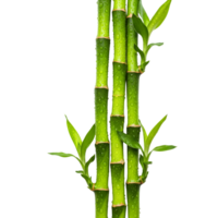 A vibrant arrangement of lucky bamboo stalks, adorned with water droplets, symbolizes growth, prosperity, and tranquility on a transparent background png