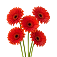A vibrant bouquet of five red gerbera flowers with dark centers stands out against a clean transparent background, radiating beauty and freshness png