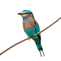 A vibrant indian roller bird, with its striking blue and brown plumage, perches gracefully on a branch, isolated against a pristine white backdrop isolated on transparent background png
