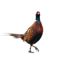 A vibrant male pheasant, adorned with colorful feathers, stands proudly in a portrait of wild elegance and natural beauty isolated on transparent background png