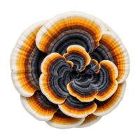 A vibrant turkey tail mushroom with concentric bands of white, orange, brown, and black, isolated on transparent background png