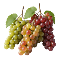 A vibrant trio of grape bunches in green, red, and purple hues, isolated against a white backdrop in a detailed studio shot isolated on transparent background png