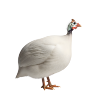 A white guinea fowl stands gracefully, isolated on transparent background png