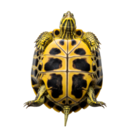 An upsidedown yellowbellied turtle reveals its unique shell pattern and intricate details against a pristine white backdrop isolated on transparent background png