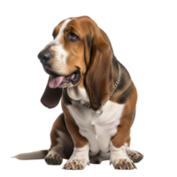 Basset hound sitting and isolated on transparent background looks to the side png