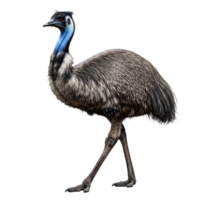 Emu standing tall isolated on transparent background png