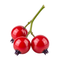 Three vibrant red rosehips are isolated on transparent background png